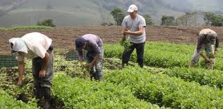 “new decree by Venezuela’s government could make its citizens work on farms” “”effectively amounts to forced labor,””