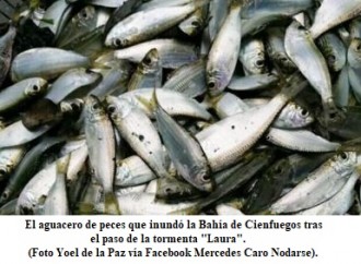 Llovieron peces en Cienfuegos tras paso de la tormenta Laura.